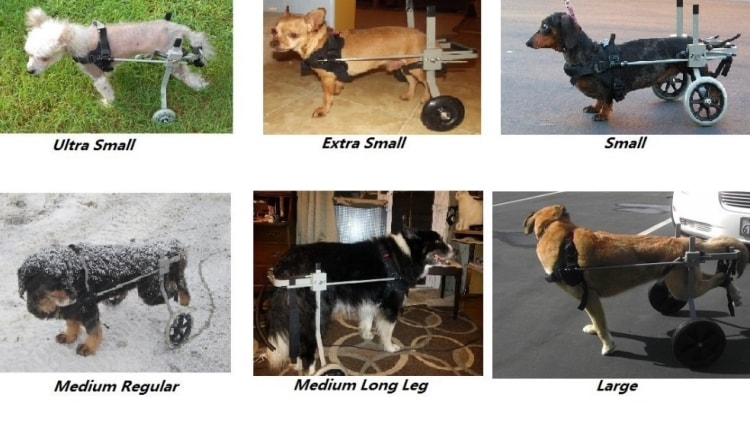 large breed dog wheelchairs