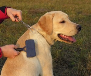 mat removing tool for dogs