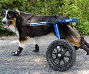 10 Best Dog Wheelchairs to Buy in ...