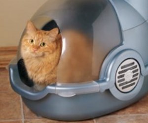 Best Litter Boxes Review