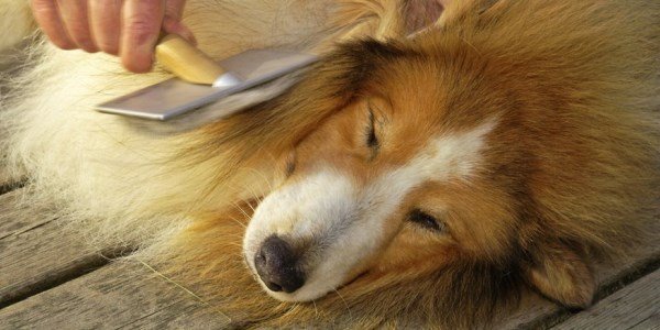 deshedding a rough collie