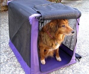 Best Dog Travel Crates Review