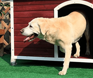 buy dog house near me