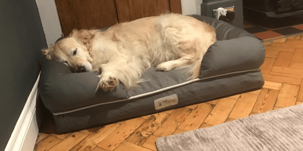 best pet beds for medium dogs