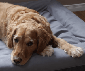 Best Dog Beds 2018 Review