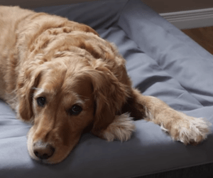 where to buy dog beds