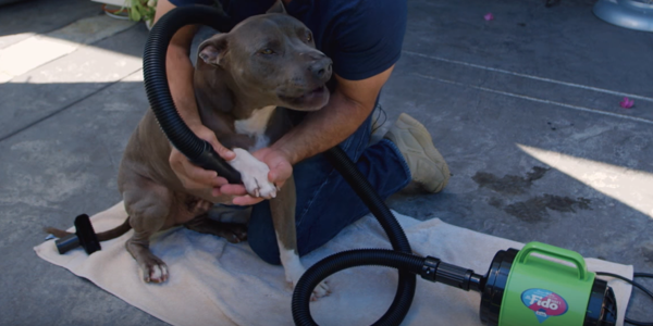 dog hates blow dryer