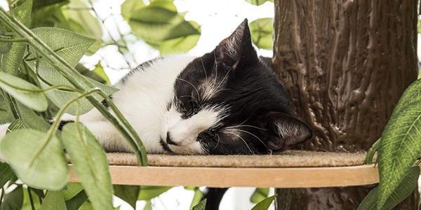 Best Cat Tree Buyer’s Guide