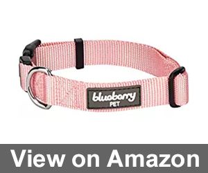 Blueberry Pet Classic Dog Collar Review