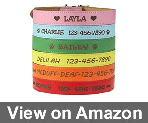 Custom Catch Personalized Dog Collar Review