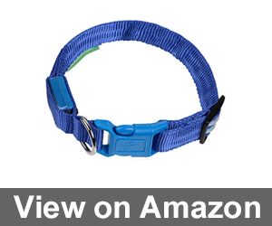 Illumiseen LED Dog Collar Review