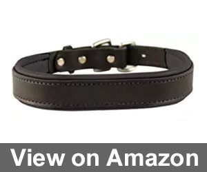 Perri's Padded Leather Dog Collars Review