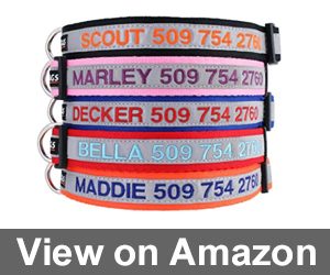 Reflective Personalized Dog Collar Review