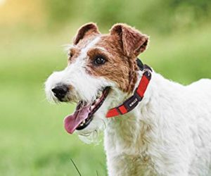 best dog collars