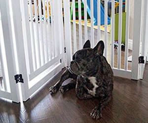 Best Dog Gates