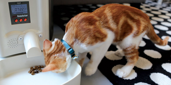 10 Best Automatic Cat Feeders To Buy In February 2020