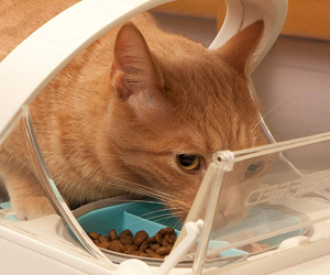 best automatic cat feeder 2019