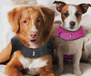 Best Dog Anxiety Vests