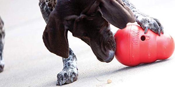 best dog toys that last