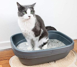 How To Train A Cat To Use A Litter Box