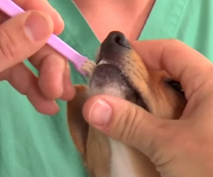 How to Brush a Dog’s Teeth