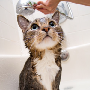 How to Give a Cat a Bath