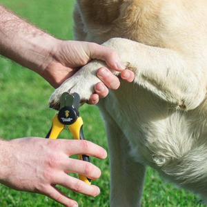 How To Trim A Dog’s Nails