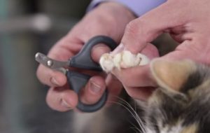 How to Trim a Cat’s Nails