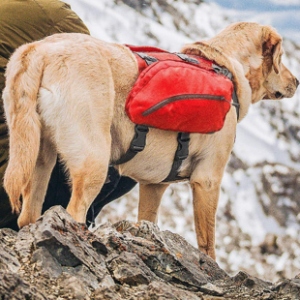 Best Dog Backpacks