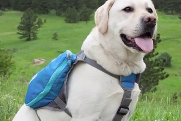 🥇10 Best Dog Backpacks to Buy in (June 2023) - Buyer’s Guide