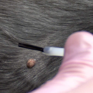 How to Remove Warts on Dogs