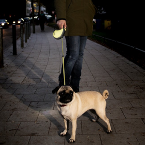 Best Retractable Dog Leashes