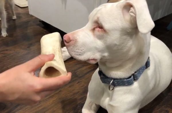 How To Cook Marrow Bones For Dogs In August 2021 Guide