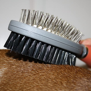 best dog brush for pitbull