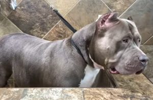 best brush for pitbull hair