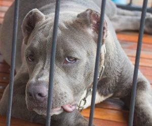 dog crate for pitbull
