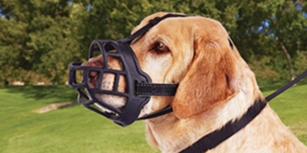 best dog muzzle for biting