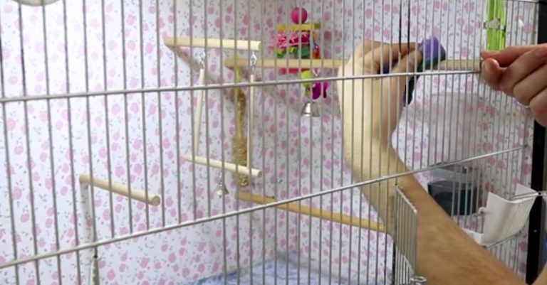 how-to-clean-bird-cage-in-september-2022-guide