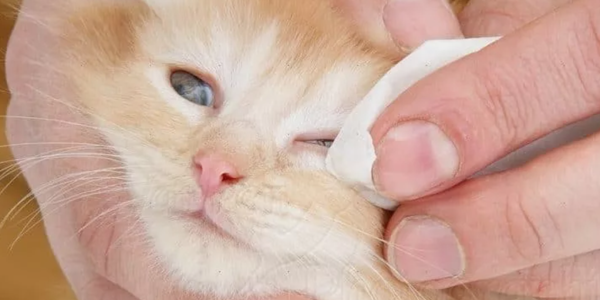 How To Clean Cat Eyes 1 