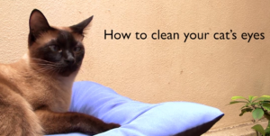 🥇How to Clean Cat’s Eyes in (August 2023) - Guide