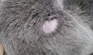 cat ringworm symptoms photos