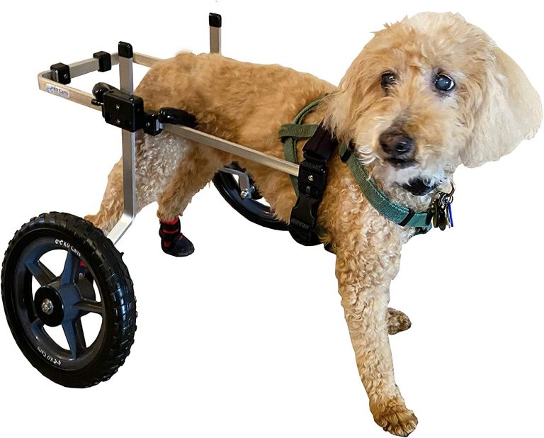 🥇7 Best Dog Wheelchairs To Buy In (May 2022) - Buyer’s Guide