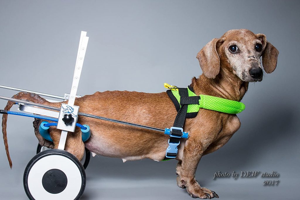 7 Best Dog Wheelchairs To Buy In April 2022 Buyer S Guide   91FUohFTkGL. AC SL1500  1024x683 