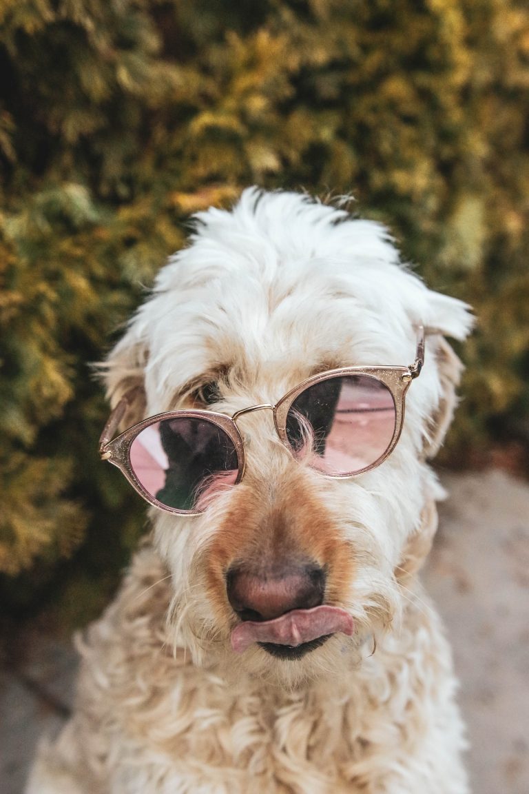 How To Cool Down A Dog In Hot Weather