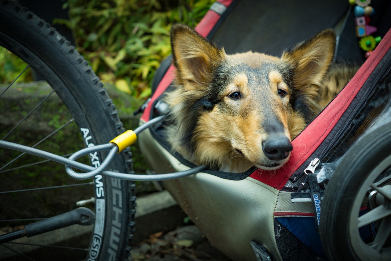 Dog trailer. Собака на велосипеде. Прицеп для велосипеда для собаки. Прицеп для собаки к машине. Обои собака в машине.