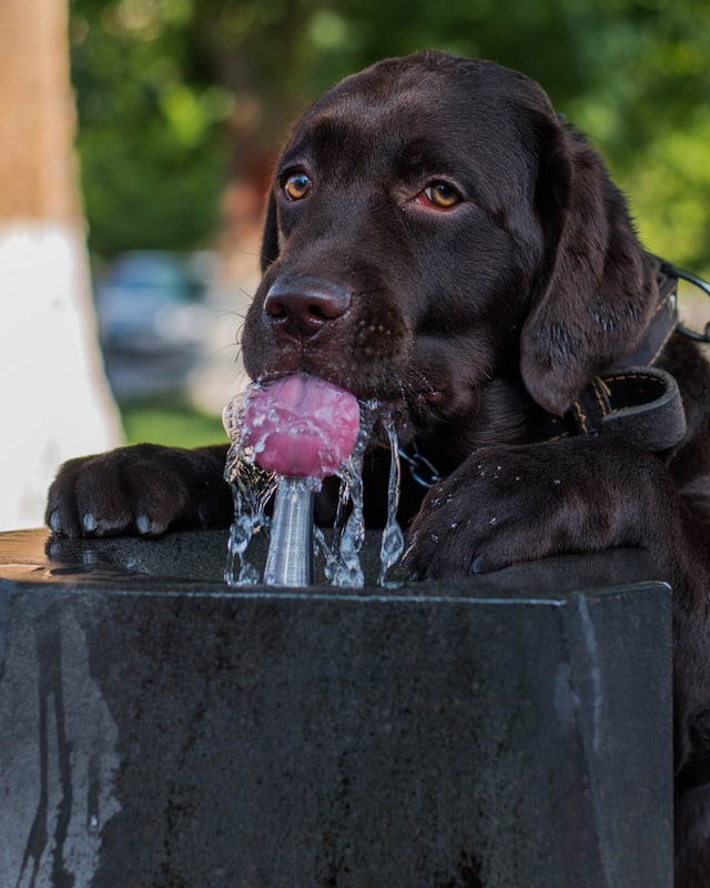 how-to-cool-down-a-dog-in-hot-weather