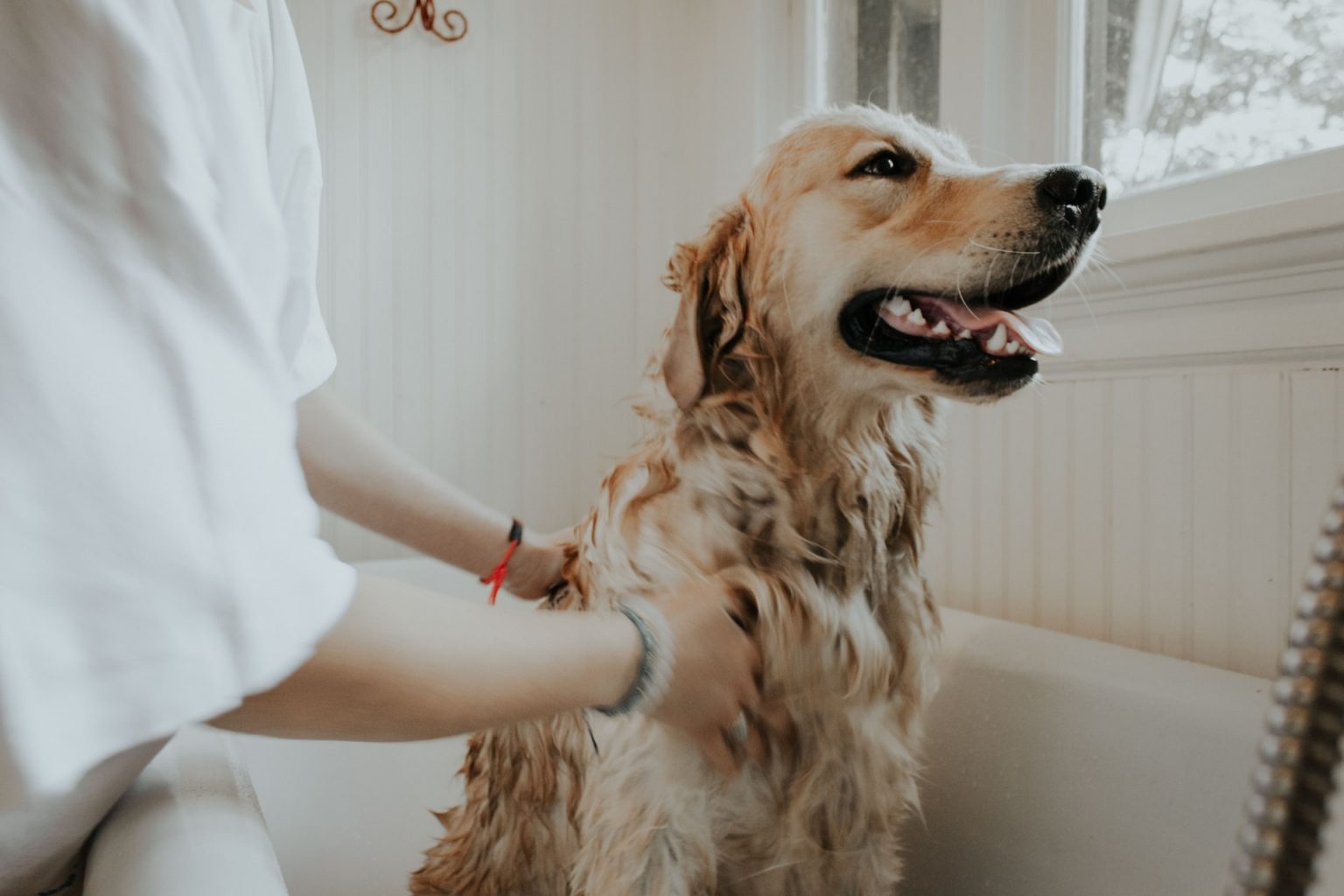 The 12 Best Smelling Dog Shampoos that Last (Reviewed 2022)