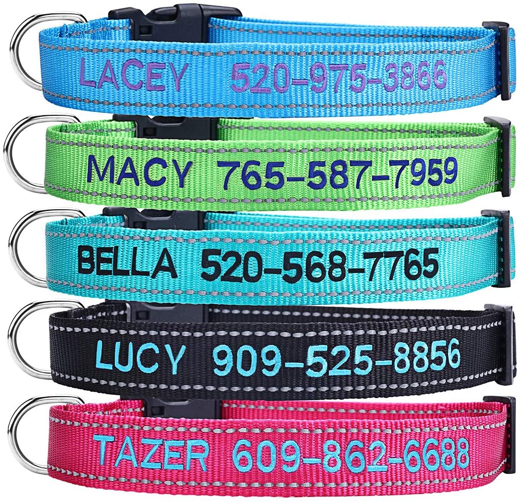 What Should You Put on Your Dog's Tags?
