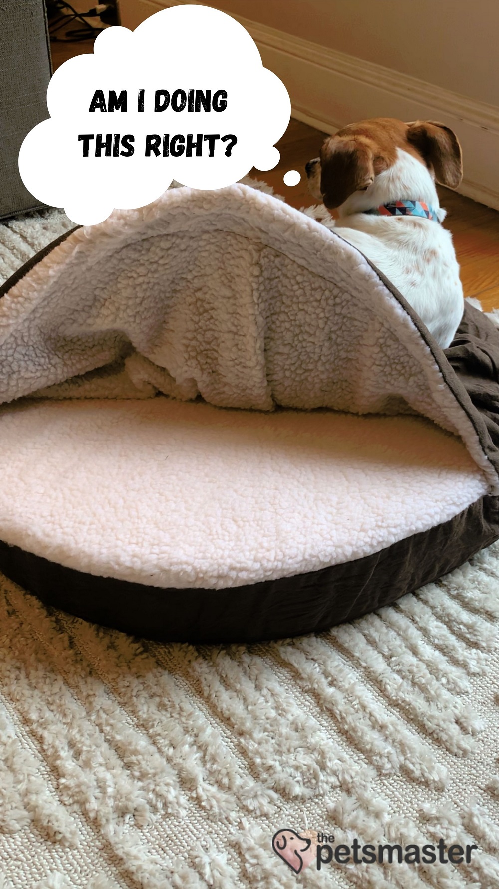 Top 7 Calming Dog Beds for Dogs with Anxiety (Reviewed April 2022)