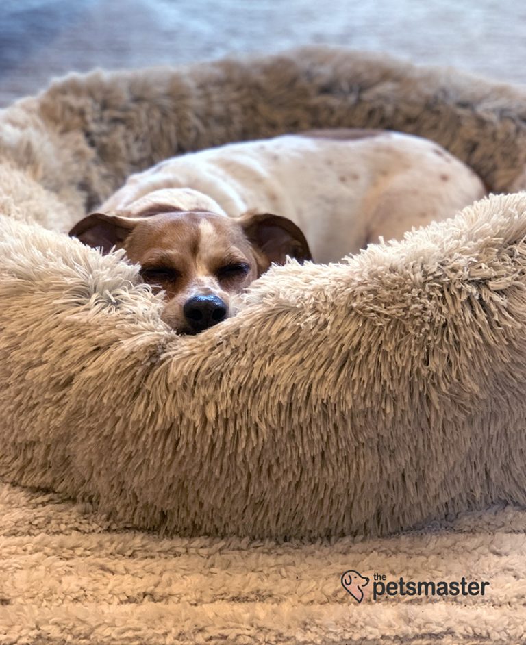 Top 7 Calming Dog Beds for Dogs with Anxiety (Reviewed April 2022)